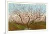 Peach Orchard, Perry, Georgia-null-Framed Art Print