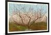 Peach Orchard, Perry, Georgia-null-Framed Art Print