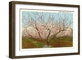 Peach Orchard, Perry, Georgia-null-Framed Art Print