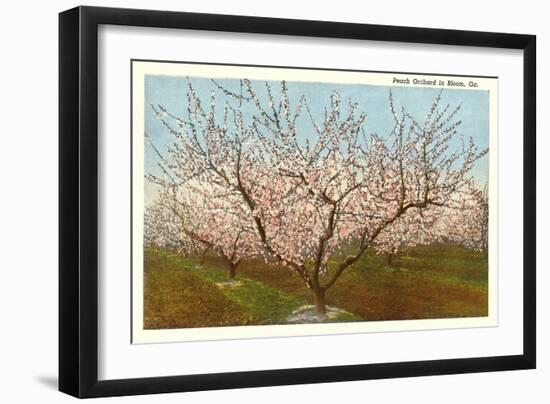 Peach Orchard, Perry, Georgia-null-Framed Art Print