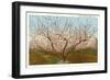 Peach Orchard, Perry, Georgia-null-Framed Art Print