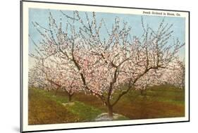 Peach Orchard, Perry, Georgia-null-Mounted Art Print