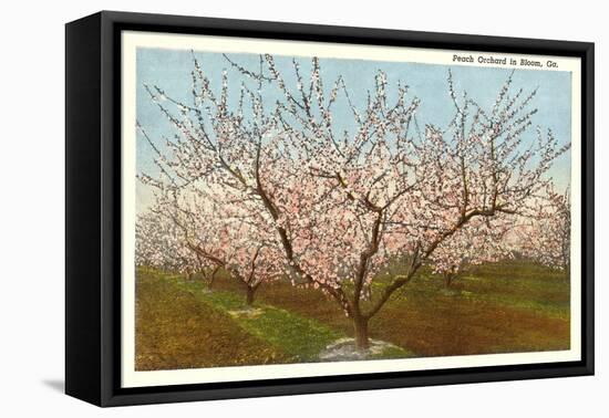 Peach Orchard, Perry, Georgia-null-Framed Stretched Canvas