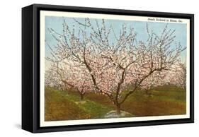 Peach Orchard, Perry, Georgia-null-Framed Stretched Canvas