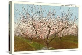 Peach Orchard, Perry, Georgia-null-Stretched Canvas