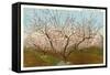 Peach Orchard, Perry, Georgia-null-Framed Stretched Canvas