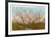 Peach Orchard, Perry, Georgia-null-Framed Art Print