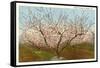 Peach Orchard, Perry, Georgia-null-Framed Stretched Canvas