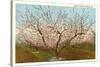 Peach Orchard, Perry, Georgia-null-Stretched Canvas