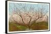 Peach Orchard, Perry, Georgia-null-Framed Stretched Canvas