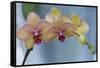 Peach Orchid Blooms-Anna Miller-Framed Stretched Canvas