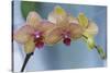 Peach Orchid Blooms-Anna Miller-Stretched Canvas