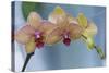 Peach Orchid Blooms-Anna Miller-Stretched Canvas