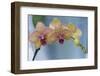 Peach Orchid Blooms-Anna Miller-Framed Photographic Print