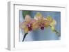 Peach Orchid Blooms-Anna Miller-Framed Photographic Print