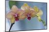 Peach Orchid Blooms-Anna Miller-Mounted Photographic Print