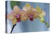 Peach Orchid Blooms-Anna Miller-Stretched Canvas