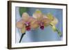 Peach Orchid Blooms-Anna Miller-Framed Photographic Print