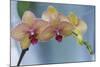 Peach Orchid Blooms-Anna Miller-Mounted Photographic Print