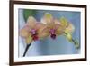 Peach Orchid Blooms-Anna Miller-Framed Photographic Print