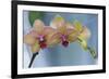 Peach Orchid Blooms-Anna Miller-Framed Photographic Print