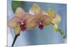 Peach Orchid Blooms-Anna Miller-Mounted Photographic Print