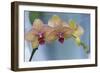 Peach Orchid Blooms-Anna Miller-Framed Photographic Print