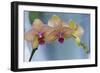 Peach Orchid Blooms-Anna Miller-Framed Photographic Print