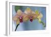 Peach Orchid Blooms-Anna Miller-Framed Photographic Print