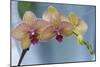 Peach Orchid Blooms-Anna Miller-Mounted Photographic Print