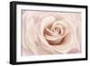 Peach Pink Rose-Cora Niele-Framed Photographic Print