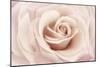 Peach Pink Rose-Cora Niele-Mounted Photographic Print
