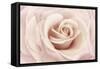 Peach Pink Rose-Cora Niele-Framed Stretched Canvas