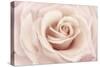 Peach Pink Rose-Cora Niele-Stretched Canvas