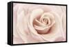 Peach Pink Rose-Cora Niele-Framed Stretched Canvas