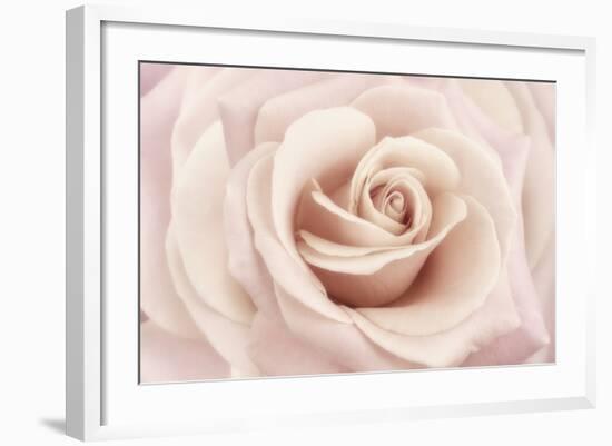 Peach Pink Rose-Cora Niele-Framed Photographic Print