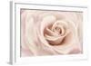 Peach Pink Rose-Cora Niele-Framed Photographic Print