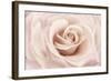 Peach Pink Rose-Cora Niele-Framed Photographic Print