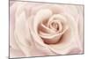 Peach Pink Rose-Cora Niele-Mounted Photographic Print