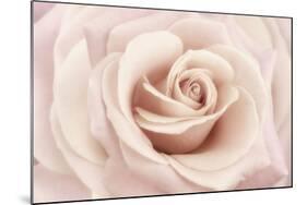 Peach Pink Rose-Cora Niele-Mounted Photographic Print