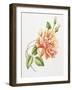 Peach Rose 11-Janneke Brinkman-Salentijn-Framed Giclee Print