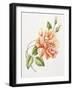 Peach Rose 11-Janneke Brinkman-Salentijn-Framed Giclee Print