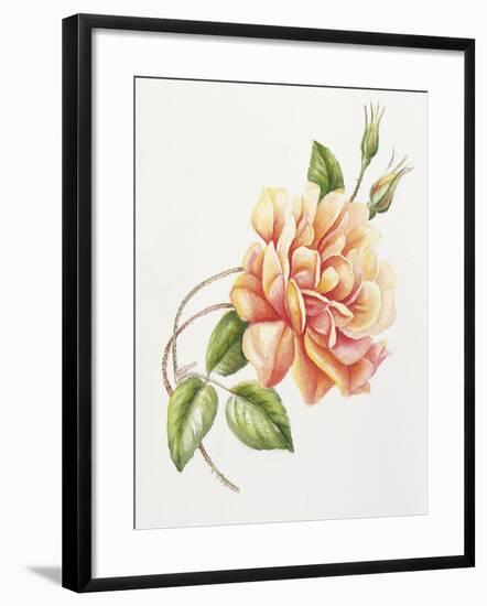 Peach Rose 11-Janneke Brinkman-Salentijn-Framed Giclee Print
