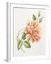 Peach Rose 11-Janneke Brinkman-Salentijn-Framed Giclee Print