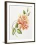 Peach Rose 11-Janneke Brinkman-Salentijn-Framed Giclee Print