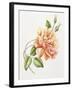 Peach Rose 11-Janneke Brinkman-Salentijn-Framed Giclee Print