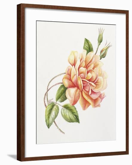 Peach Rose 11-Janneke Brinkman-Salentijn-Framed Giclee Print
