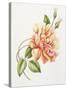 Peach Rose 11-Janneke Brinkman-Salentijn-Stretched Canvas