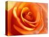Peach Rose-David Papazian-Stretched Canvas