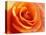 Peach Rose-David Papazian-Stretched Canvas